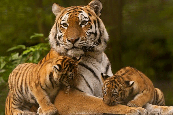 Save Tiger:పులుల రక్షణకు గ్రీన్ ఇండియా ఛాలెంజ్